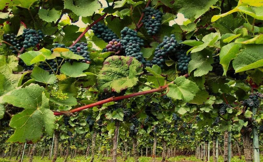 Des drones pour surveiller les vignes