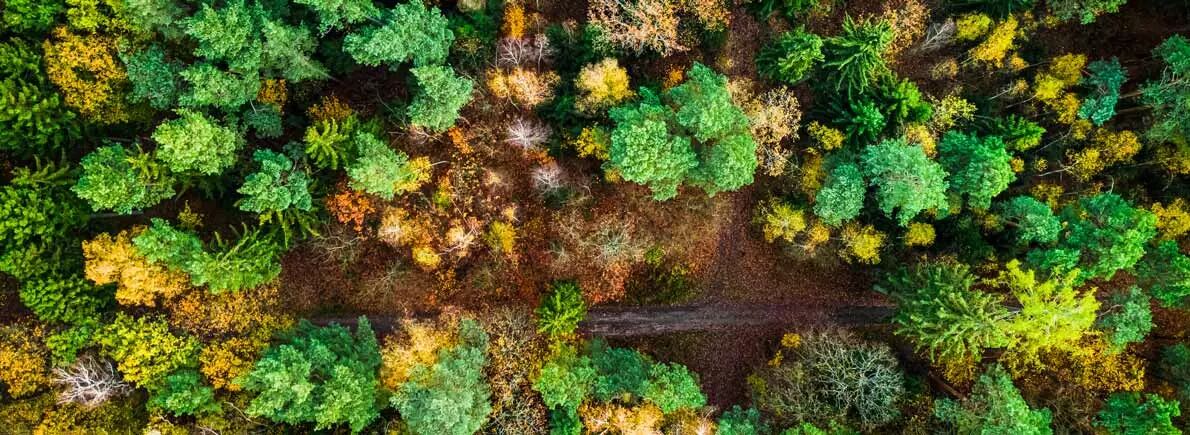 Vue arienne par drone d'une fort verdoyante