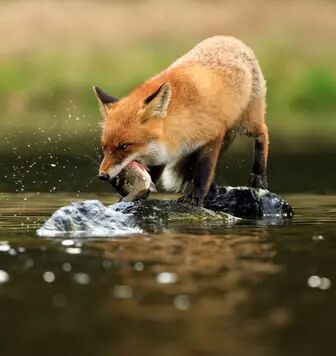 Renard dans une mare