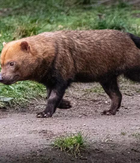 Tanuki sur un sentier / chemin forestier
