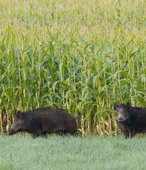 Sangliers dans les champs