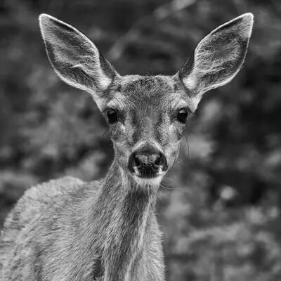 Photo animal noir et blanc G9II