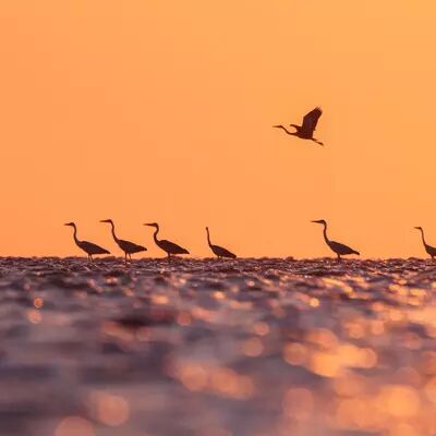Photo zoom avec le G9II