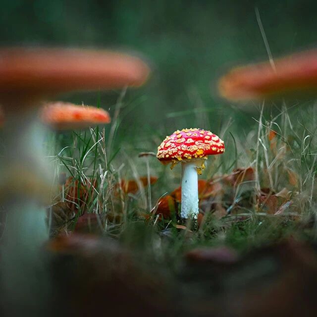 Photo prise avec un Objectif FE 28-70mm F2 GM - Sony