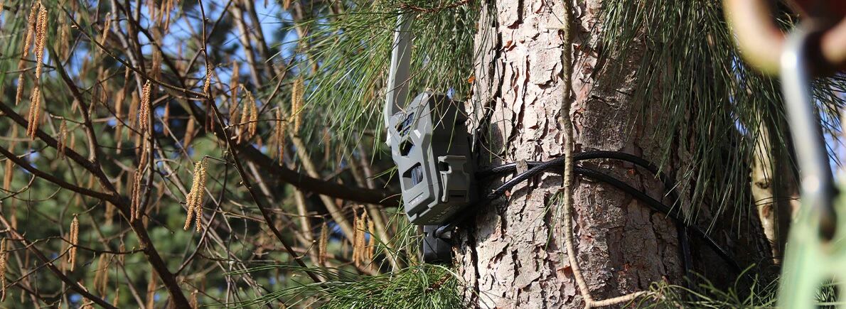 Pige photographique dans les arbres