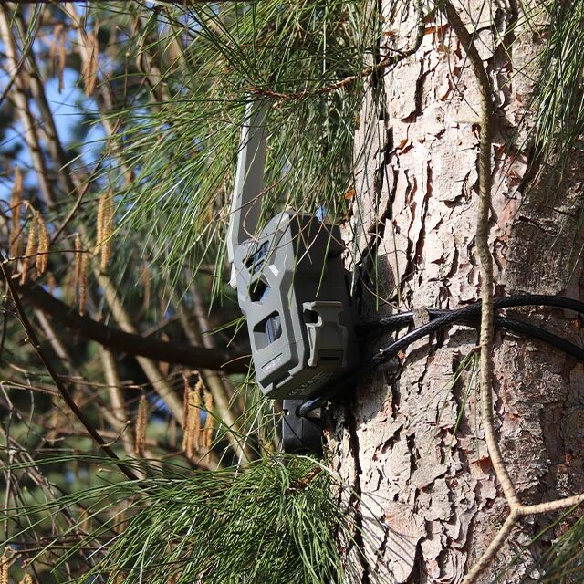 Pige photographique dans les arbres