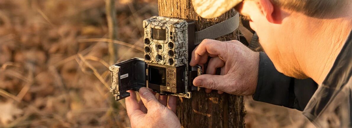 Carte mmoire dans un pige photographique