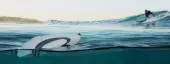 Drone de surface PowerDolphin  - Powervision