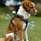 Harnais pour animaux - Insta360